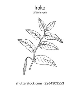 Iroko (Milicia regia), medicinal plant. Hand drawn botanical vector illustration