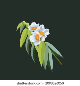 Ironwood flower Vector Illustration, White Mesua ferrea, vector, the Ceylon ironwood, or cobra saffron