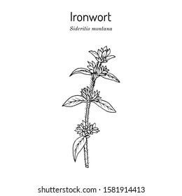 Ironwort (Sideritis montana), or mountain tea, medicinal plant. Hand drawn botanical vector illustration