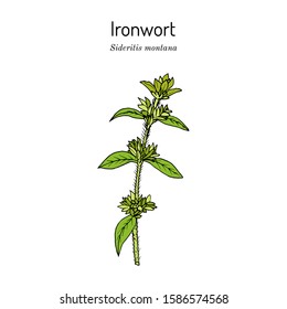 Ironwort (Sideritis montana), or mountain tea, medicinal plant. Hand drawn botanical vector illustration