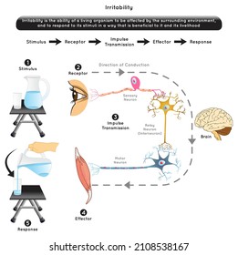 Irritabilidad en la biología Infografía Diagrama elemento estímulo receptor respuesta del efector de impulso ejemplo ojo humano ver agua jugo de vidrio vacío sujetando jugo llenando ciencia biológica vector educación