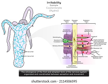 Irritability in Coelenterata Infographic Diagram example hydra emergence of first simplest form of nervous system parts structure nerve cell net sensation movement biology science education vector