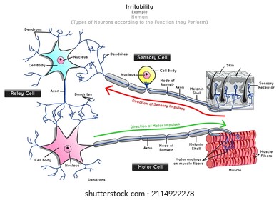 Irritability In Human Infographic Diagram Neuron Types Function Sensory Relay Motor Nerve Cells Stimulus Skin Receptor Impulse Direction Muscle Fiber Contract Biology Science Education Chart Vector