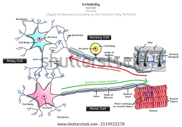 irritability in Human Infographic Diagram neuron\
types function sensory relay motor nerve cells stimulus skin\
receptor impulse direction muscle fiber contract biology science\
education chart\
vector