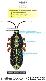 Irritabilidad en insectos Diagrama Infográfico ejemplo componentes cucarachas del sistema nervioso central periférico partes simpáticas estructura esquema sensaciones movimiento biología ciencia educación vector