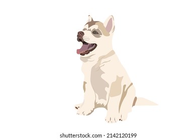 Isabella Husky puppy, in detail, in front of a white background.