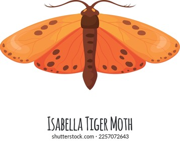 Isabella tiger moth. Ornage winged insect. Wild fauna isolated on white background