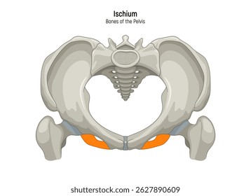Ísquio. Diagrama de ilustração do vetor da estrutura anatômica do esqueleto da pelve. Programa de formação médica