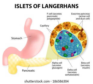 The islets of Langerhans are responsible for the endocrine function of the pancreas. Each islet contains beta, alpha, and delta cells that are responsible for the secretion of a hormones.