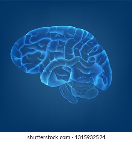 isolate of 3D of human brain image in digital bule background. concept for MRI scan for medical healthcare or human body sciencific in vector illustration