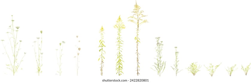 Isolate beautiful Solidago,Daucus,Achillea flowers colours set on transparent backgrounds Generative AI illustrations