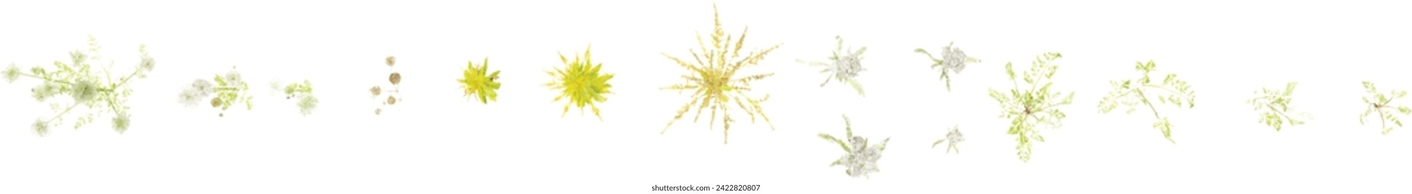 Isolate beautiful Solidago,Daucus,Achillea flowers colours set on transparent backgrounds Generative AI illustrations From top view