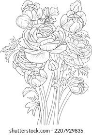 isolate botanical branch of leaves collection bouquets of ranunculus flower coloring page vector sketch engraved ink art