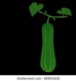 Isolate cucumber on stem on background
