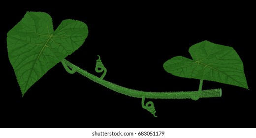 Isolate cucumber stem on black background
