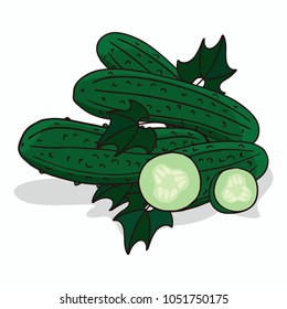 Isolate cucumber vegetable on white background. Close up clipart with shadow in flat realistic cartoon style. Hand drawn icon. Vector illustration