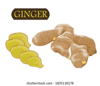 isolate ginger and ginger slice on white background drawing vector illustration 