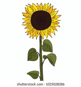Isolate helianthus or sunflower on white background. Close up clipart with shadow in flat realistic cartoon style. Hand drawn icon. Vector illustration