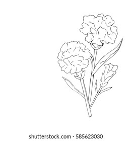 isolate holidays flowers carnation on white background. Vector illustration. May. Victory day. Coloring. Without color.