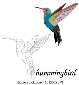Isolate on a white background, black and white and colorful bird hummingbird