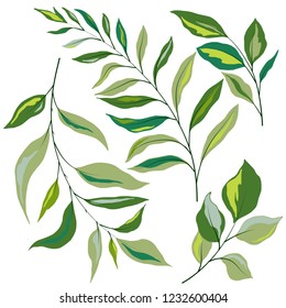 Isolate on a white background, branches with leaves, plants