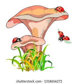 Isolate on a white background, drawing of mushrooms with ladybirds