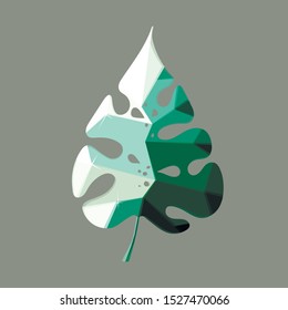 isolate polygonal green leaf of Monstera deliciosa