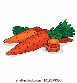 Isolate ripe carrot root vegetable on white background. Close up clipart with shadow in flat realistic cartoon style. Hand drawn icon. Vector illustration