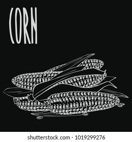 Isolate ripe corn ears or cobs as chalk on blackboard. Close up clipart in chalkboard style. Hand drawn icon. Vector illustration