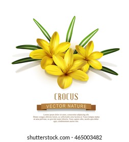 Isolate. three yellow crocus isolated on white background