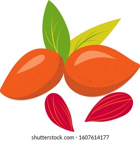 Isolate vector illustration of almond nuts. Shell and kernel. 