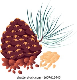 Isolate vector illustration of pine cone nuts.  