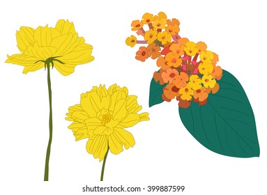 isolate yellow and colorful flowers vector with white background
