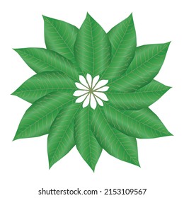 Isolated 3d Realistic Leaf Pattern