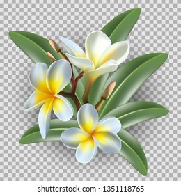 Transparent Flowers PNG Transparent Images Free Download, Vector Files