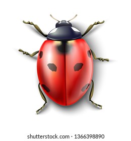 Isolated 3d realistic vector ladybug on white background from top view.