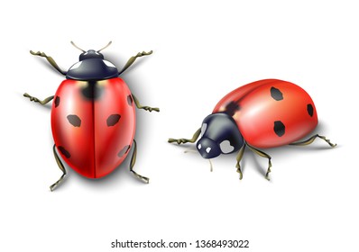 Isolated 3d realistic vector ladybug on transparent background from top view and side view.