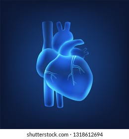 isolated of 3D x-ray of human heart anatomy in digital blue background. Concept for MRI scan for healthcare or human body scientific in vector illustration