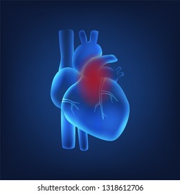 isolated of 3D x-ray of human heart anatomy in digital blue background, the heart attack diagnosis. Concept for MRI scan for healthcare or human body scientific in vector illustration