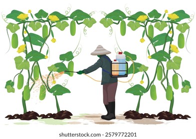 isolated agriculturist spraying into cucumber plant on white background vector design