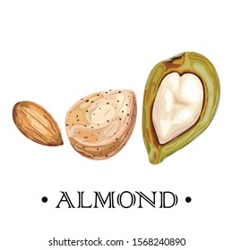 Isolated almond on a white background. Set almonds. Print, banner, label, poster, sticker, logo, promotional material. Vector illustration.