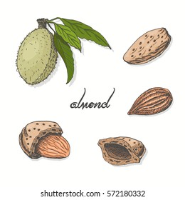 Isolated almonds on a white background. Vector illustration for your design