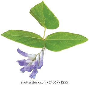 Isolated Amphicarpaea bracteata (American Hog Peanut) Native North American Woodland Vine