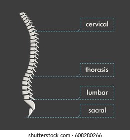  Isolated anatomical realistic spine and inscriptions. Vector infographic.
