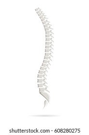  Isolated anatomical realistic spine. Vector illustration.