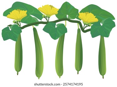 isolated Angled squash on white background