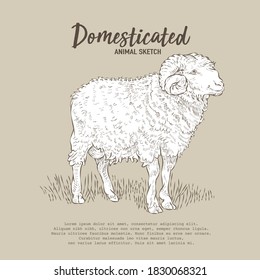 Isolated animal cattle vector drawing illustration.A standing cow posing outline sketch.