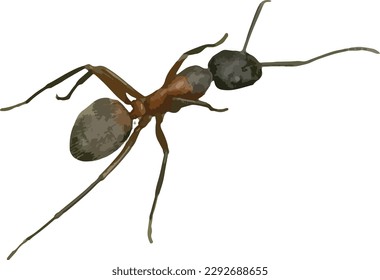 Isolated Ant Insect Bug Walking