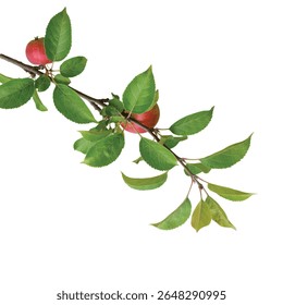 Ramificação Isolada da Apple Tree: Folhas Verdes Nítidas no Fundo Branco