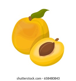 Isolated apricot fruit.